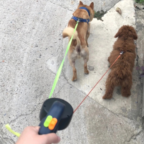 Dual Dog Leash